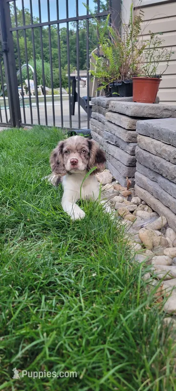 Rosie – Cockalier puppy for sale in Lebanon, PA