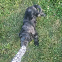 Ruger, a male Cockalier for sale in Lebanon, PA – 10 of 10