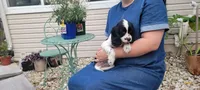 Skippy, a female Cockalier for sale in Lebanon, PA – 9 of 10