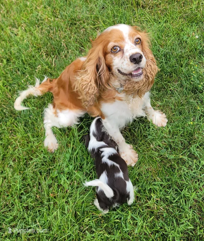 Kisses – Cockalier puppy for sale in Lebanon, PA
