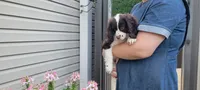 Kisses, a female Cockalier for sale in Lebanon, PA – 6 of 9