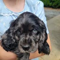 Ruger, a male Cockalier for sale in Lebanon, PA – 2 of 10
