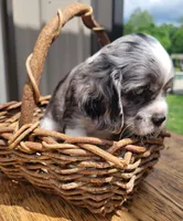 Silver, a male Cockalier for sale in Lebanon, PA – 4 of 6
