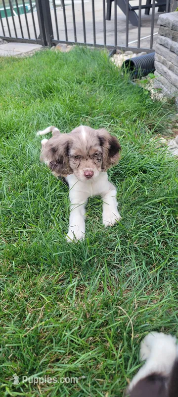 Rosie – Cockalier puppy for sale in Lebanon, PA