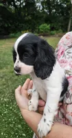 Skippy, a female Cockalier for sale in Lebanon, PA – 1 of 10
