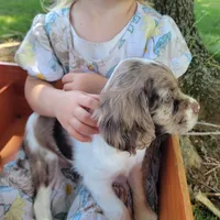 Rosie, a female Cockalier for sale in Lebanon, PA – 3 of 10