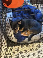 Biggie, a male Chihuahua and Pomeranian for sale in Richmond City, VA – 4 of 4