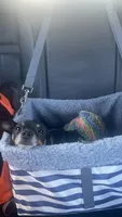 Biggie, a male Chihuahua and Pomeranian for sale in Richmond City, VA – 2 of 4