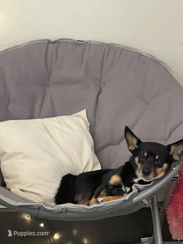 Biggie – Chihuahua, Pomeranian puppy for sale in Richmond City, VA