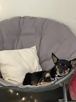 Biggie, a male Chihuahua and Pomeranian for sale in Richmond City, VA – 1 of 4