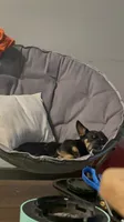 Biggie, a male Chihuahua and Pomeranian for sale in Richmond City, VA – 3 of 4
