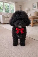 Maxi, a male Goldendoodle for sale in Homestead, FL – Photo 1 of 3