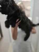 Maxi, a male Goldendoodle for sale in Homestead, FL – Photo 3 of 3