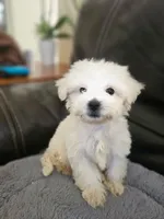 Luly, a female Maltese for sale in Homestead, FL – 2 of 6