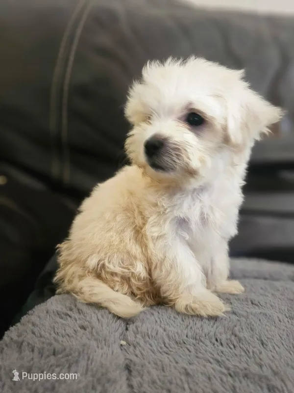 Luly – Maltese puppy for sale in Homestead, FL