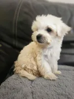 Luly, a female Maltese for sale in Homestead, FL – 1 of 6