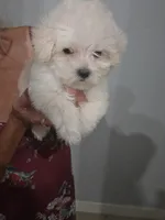 Micro mini Ricky , a male Maltese for sale in Homestead, FL – 2 of 2