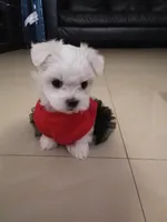 Ricky, a male Maltese for sale in Homestead, FL – 1 of 1