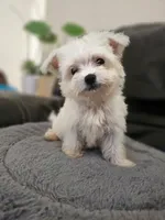 Teacup tini, a male Maltese for sale in Homestead, FL – 1 of 4