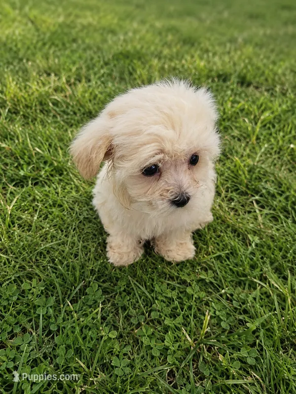 Susy – Maltese puppy for sale in Homestead, FL