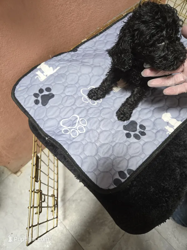 Tuti – Goldendoodle puppy for sale in Homestead, FL