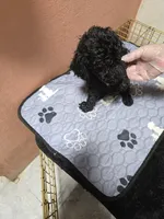 Tuti, a male Goldendoodle for sale in Homestead, FL – 2 of 3