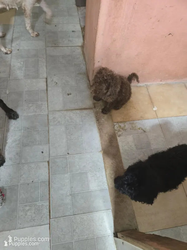 Romeo – Goldendoodle puppy for sale in Homestead, FL