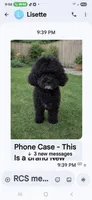 Sammy, a male Goldendoodle for sale in Homestead, FL – 3 of 3