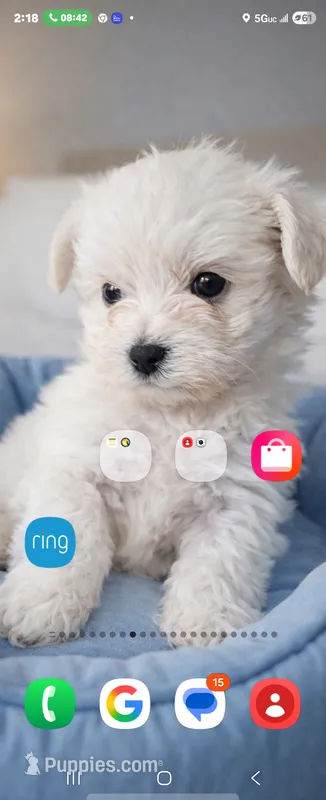 Teacup tini – Maltese puppy for sale in Homestead, FL