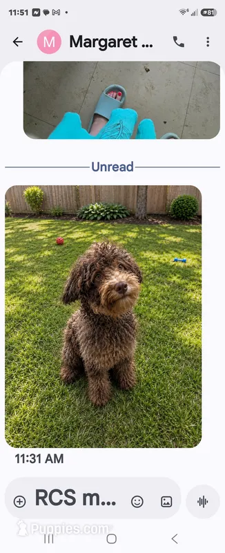 Tyson – Goldendoodle puppy for sale in Homestead, FL