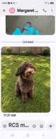 Tyson, a male Goldendoodle for sale in Homestead, FL – 1 of 2