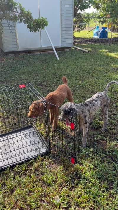 Retter miniture, a male Goldendoodle for sale in Homestead, FL – 2 of 2