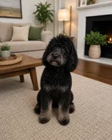 Cloie, a female Goldendoodle for sale in Homestead, FL – 3 of 3