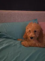 Angelina, a female Goldendoodle for sale in Homestead, FL – 2 of 2