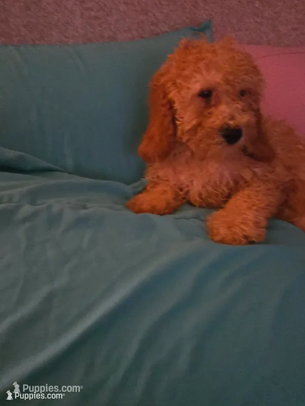 Lilly – Goldendoodle puppy for sale in Homestead, FL