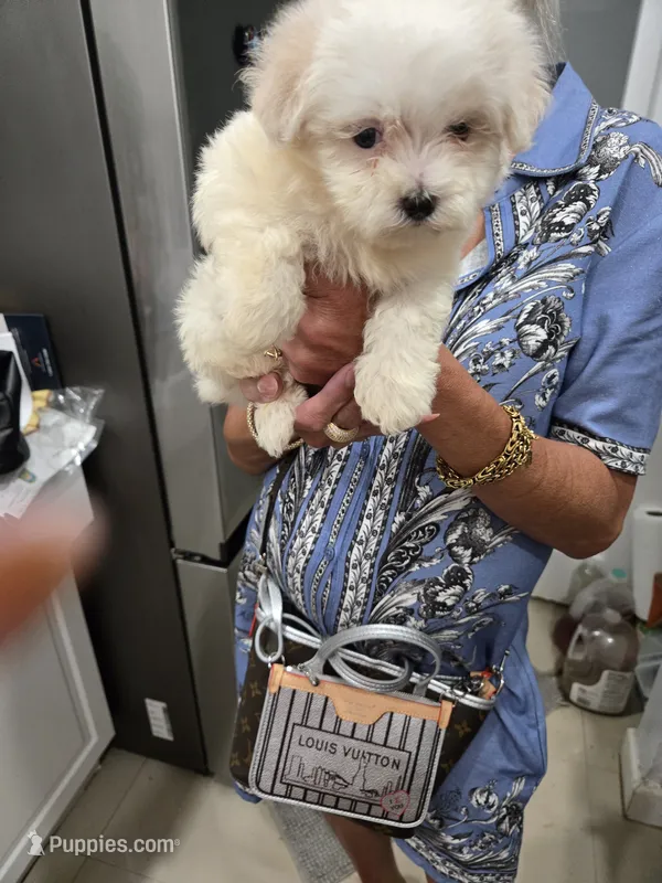 Susy – Maltese puppy for sale in Homestead, FL