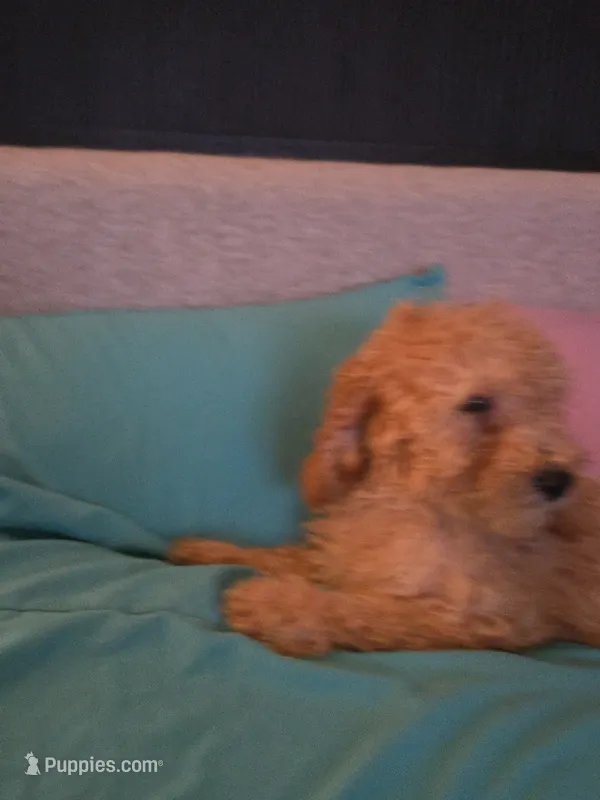 Angelina – Goldendoodle puppy for sale in Homestead, FL