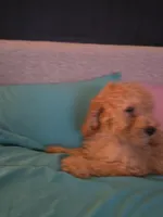 Angelina, a female Goldendoodle for sale in Homestead, FL – 1 of 2