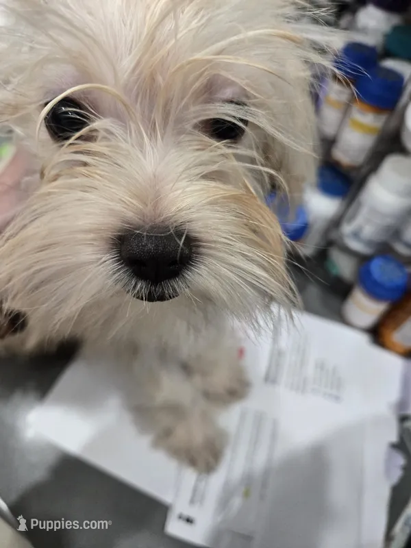 Luly – Maltese puppy for sale in Homestead, FL