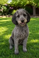 Retter, a male Goldendoodle for sale in Homestead, FL – 1 of 1