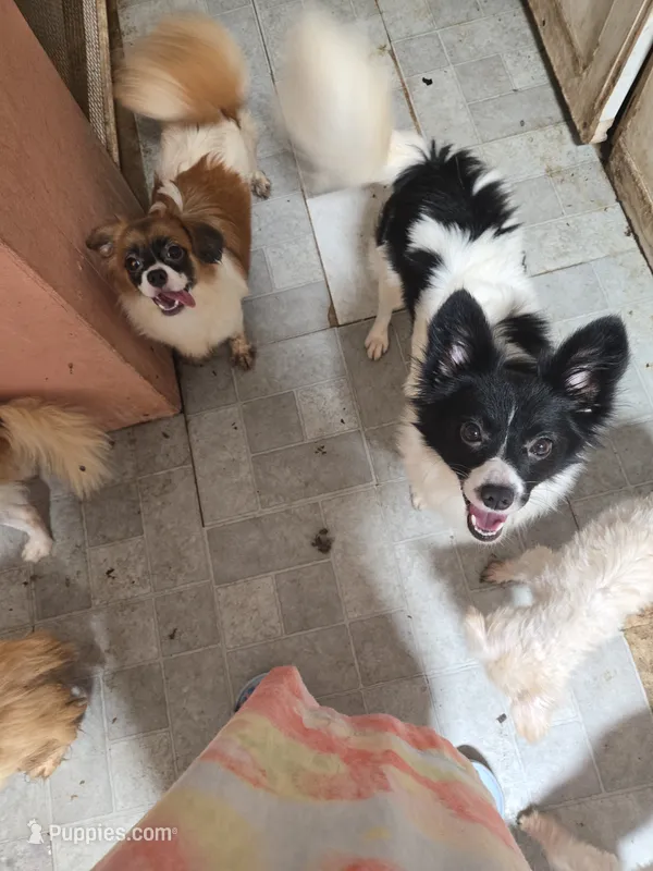 Romeo – Papillon puppy for sale in Homestead, FL