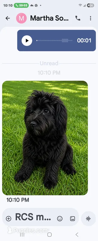 Sammy – Goldendoodle puppy for sale in Homestead, FL