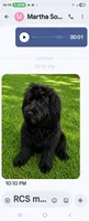 Sammy, a male Goldendoodle for sale in Homestead, FL – 1 of 3