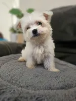 Teacup tini, a male Maltese for sale in Homestead, FL – 3 of 4