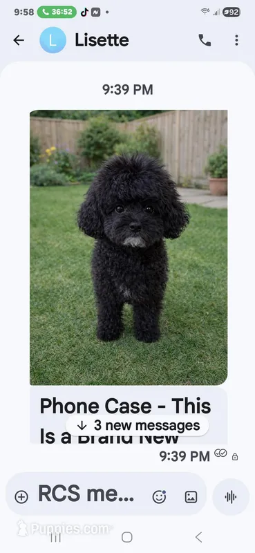 Sammu – Goldendoodle puppy for sale in Homestead, FL