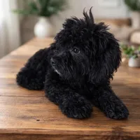 F1b goldendoodle , a male Goldendoodle for sale in Homestead, FL – Photo 1 of 3