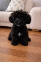 F1b goldendoodle , a male Goldendoodle for sale in Homestead, FL – Photo 2 of 3