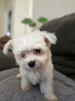 Teacup tini, a male Maltese for sale in Homestead, FL – 4 of 4