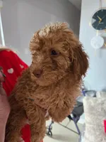Tuti, a male Goldendoodle for sale in Homestead, FL – 1 of 1