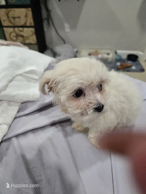Samantha – Maltese puppy for sale in Homestead, FL